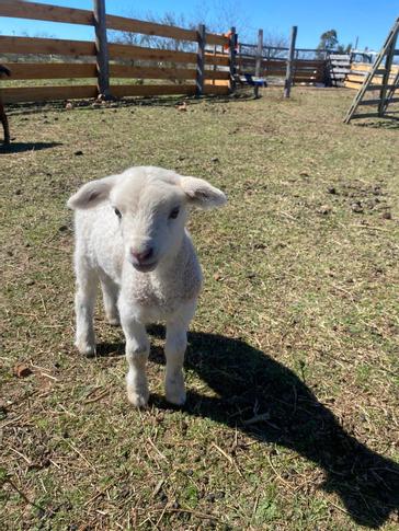 Midland Hotel  | Paso de los Toros | Fotos 21