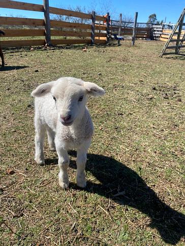 Midland Hotel  | Paso de los Toros | Fotos 21